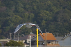 カモメが飛んだⅡ