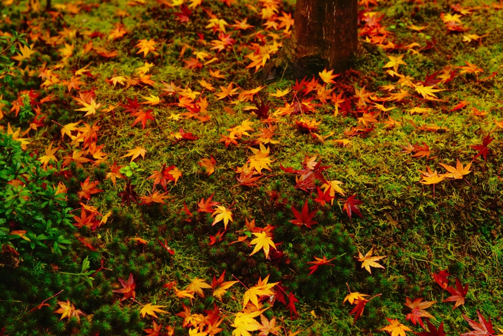 足元の紅葉