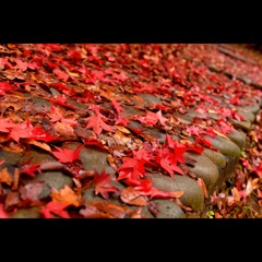 紅葉