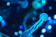 jellyfish