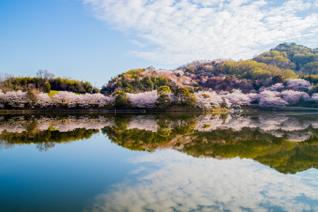 満開の桜とリフレクション