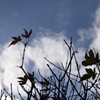 一時の青空