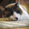 ぬくぬくと昼寝　その1