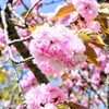 遅咲きの桜