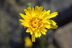 道端の花