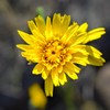 道端の花
