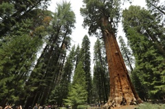 General Sherman tree