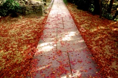 昨年の秋の紅葉