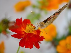 花 蝶 　Flower & Butterfly 