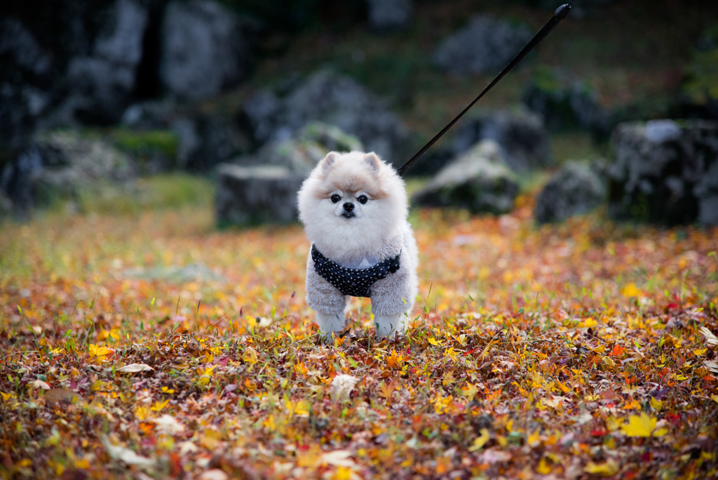 紅葉狩り犬２。