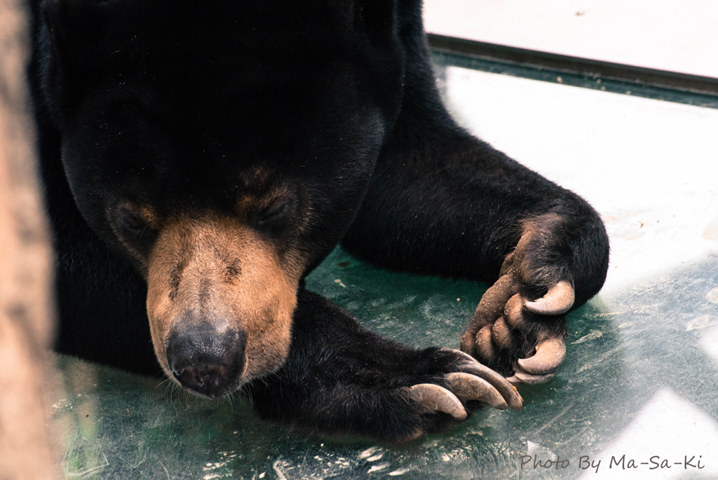 昼寝熊。