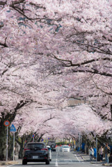 桜道