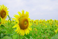 IMGP0314