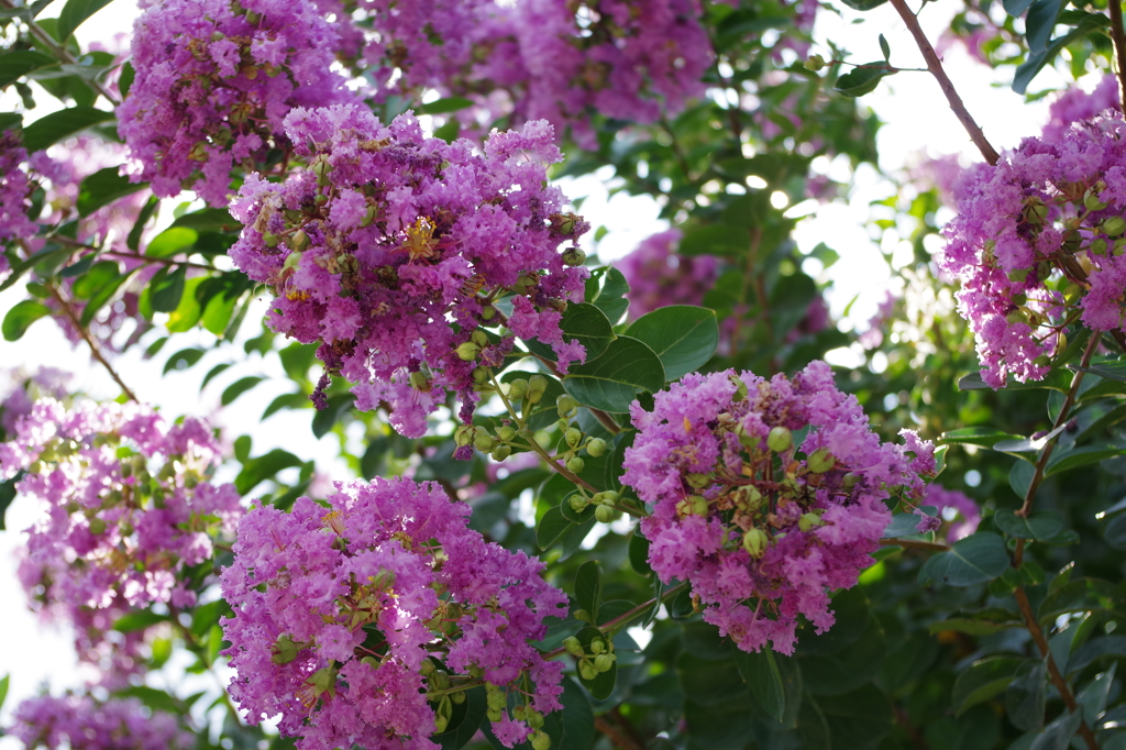 IMGP0228