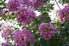 IMGP0228