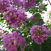 IMGP0228