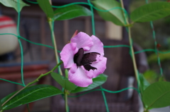 IMGP0388