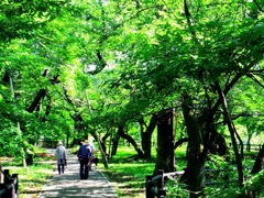 木漏れ日散歩