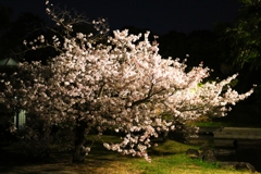 夜に浮かぶ桜