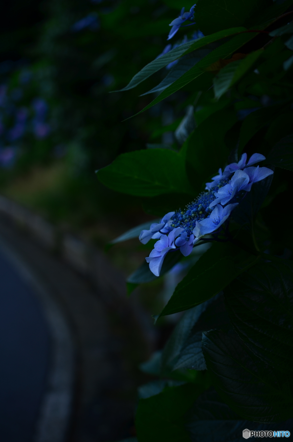 あじさい　１