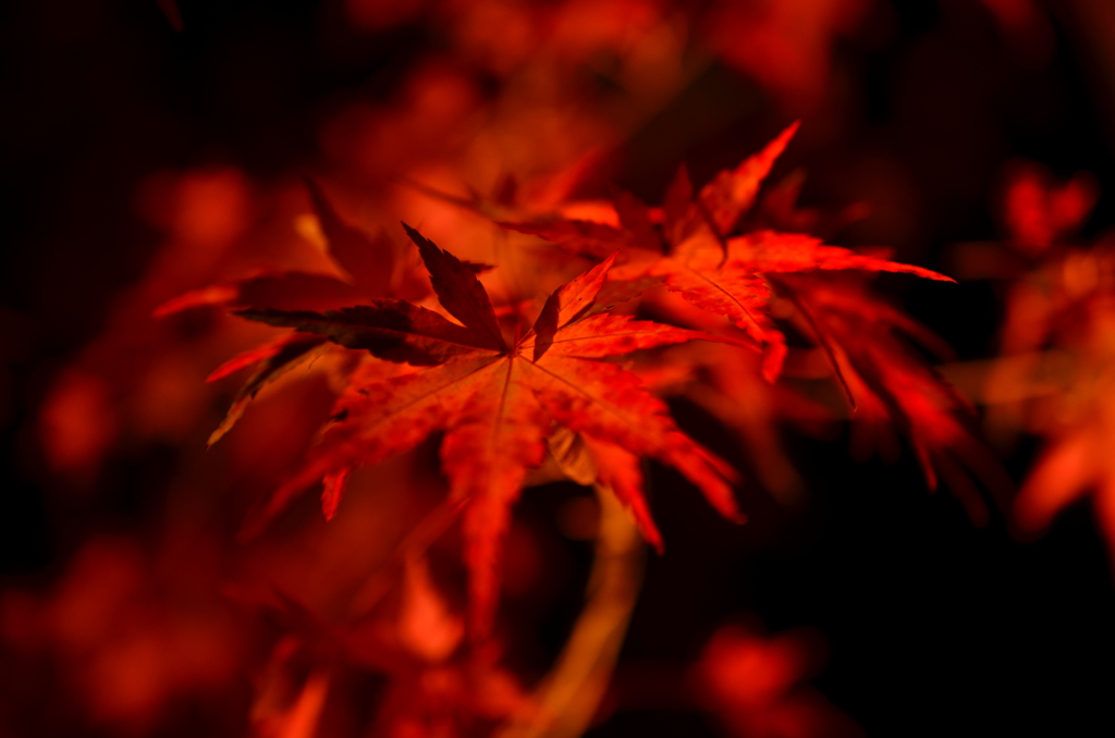 紅