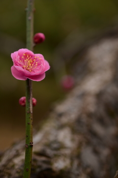 梅の花