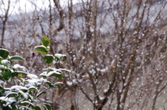 積もる雪