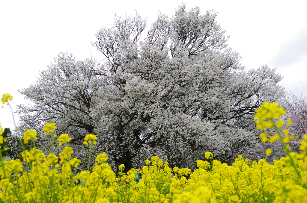 一心行の桜②