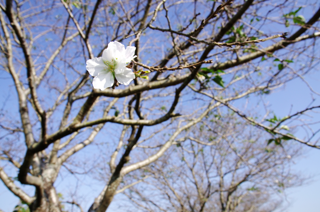 良い天気だったので、桜も咲いちゃっていたのです。