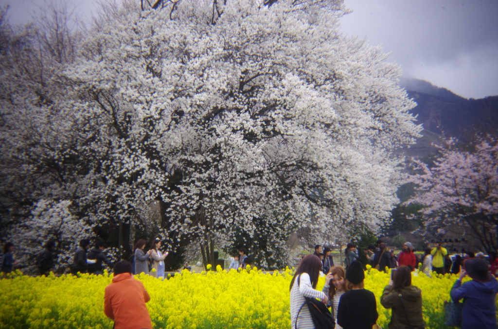 一心行の桜①