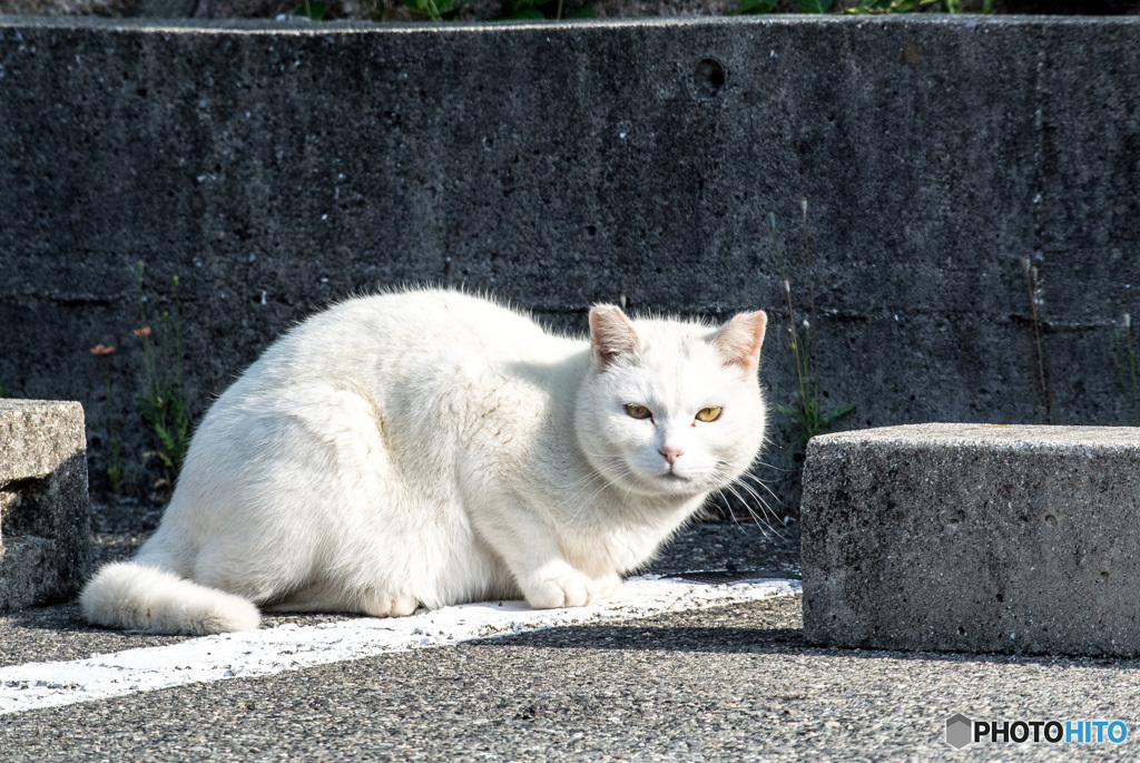 しろねこ