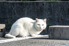 しろねこ