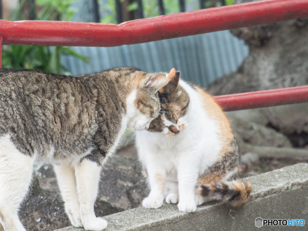 朝のあいさつ。