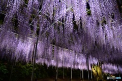 紫雨