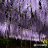 紫雨