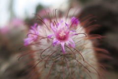 ふんわりサボテンの花