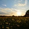 夕暮れとコスモス