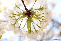桜のリング