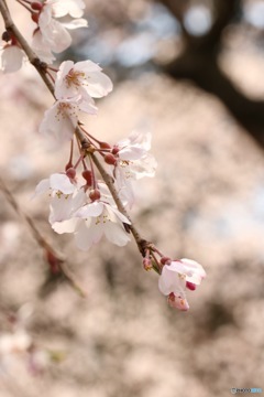 しだれ桜