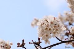 桜と青空