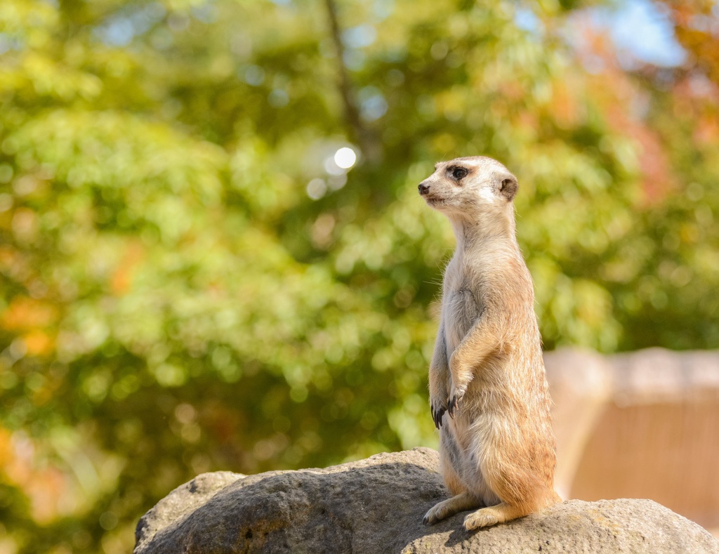 Meerkat