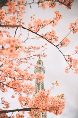 Tokyo skytree 