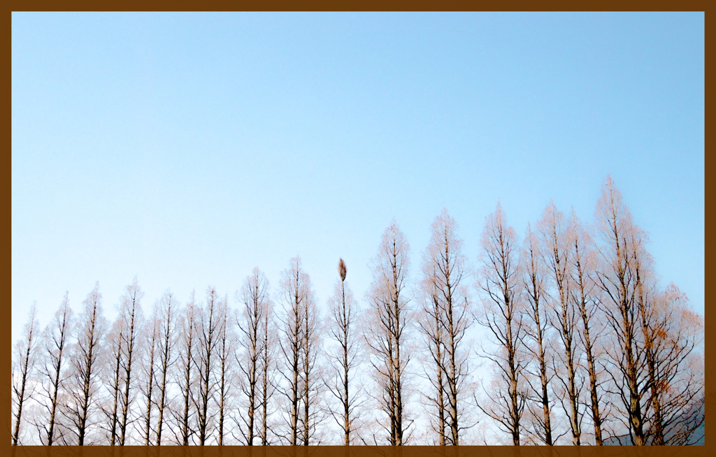 農事センター入口の並木