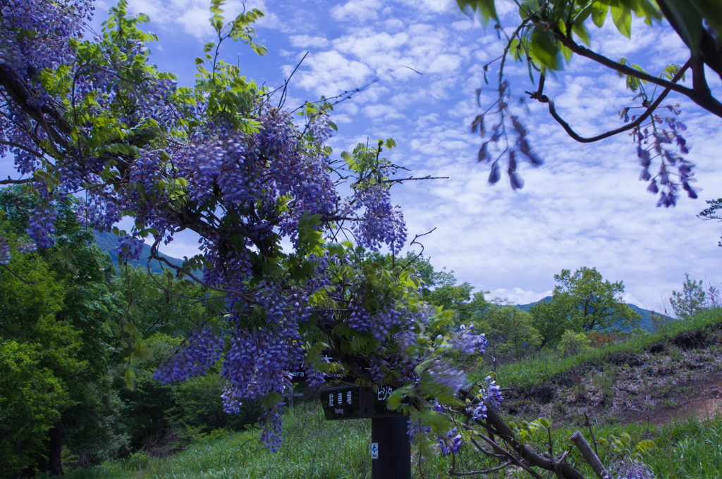タデ原湿原の入口の木の橋に藤の花