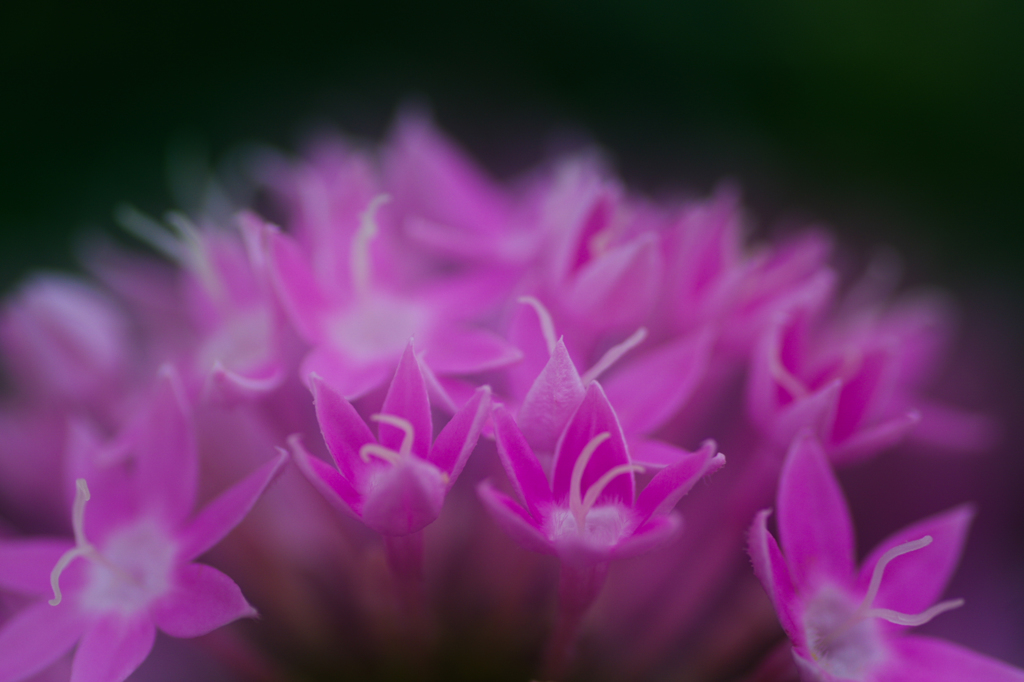 ペンタックスでペンタス