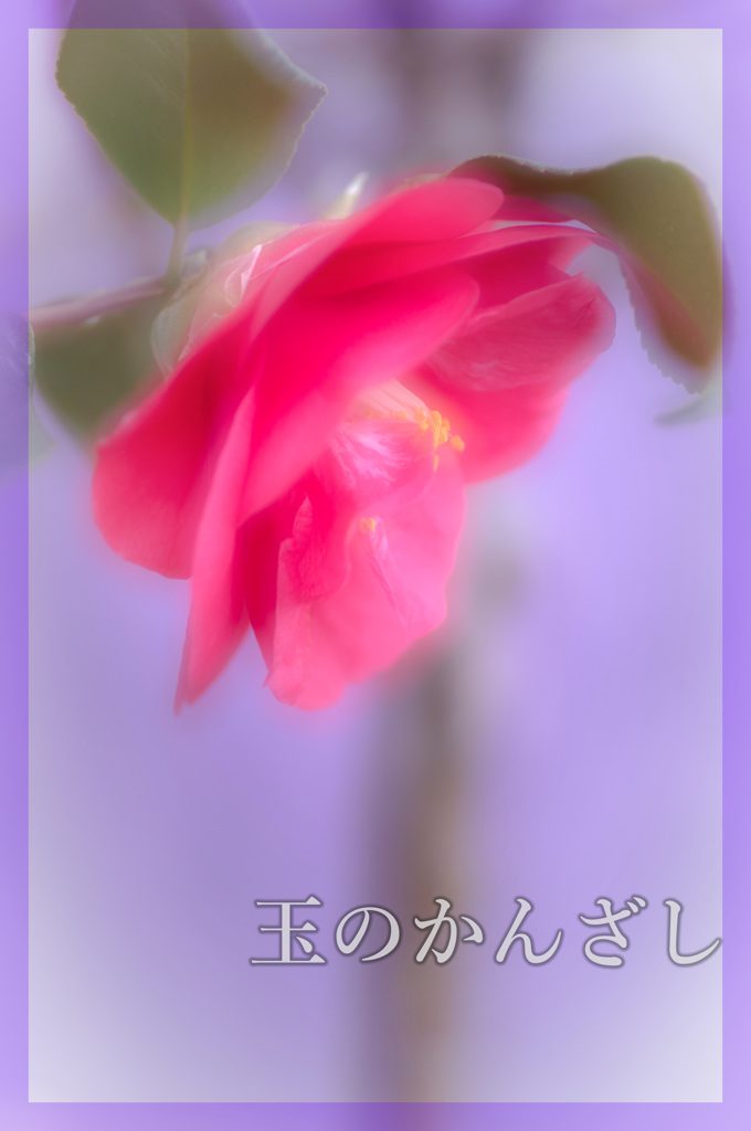 最後の椿
