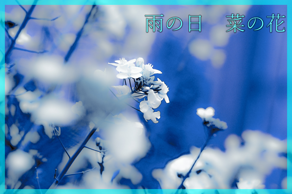 私も今日はそっと雨