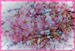 紫川沿いに咲く河津桜