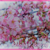 紫川沿いに咲く河津桜
