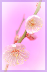 我が家の小さな梅の木にも・・・